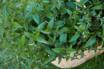 peppermint ready to be dried