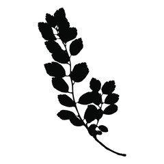 Imprint of a natural branch with leaves. Silhouette of a bush branch. Botanical vector illustration. Suitable for design, prints, postcards.