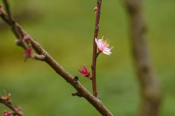 Pink Sakura (Cherry blossom)