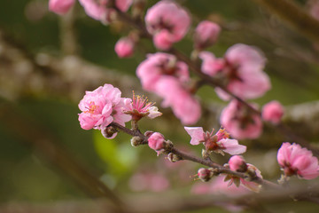 Pink Sakura (Cherry blossom)
