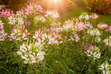 Close up of colorful spider flower or cleome hassleriana flower blossom in sunbeams