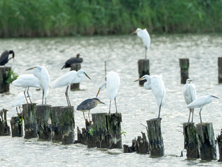 シラサギの中にゴイサギ1羽
