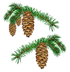 Watercolor illustration, two pine branches with cones on a white background.