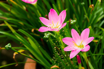 Obraz premium Close up of Zephyranthes Lily or Rain Lily or Fairy Lily or Little Witches flower blossom in flower garden