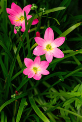 Close up of Zephyranthes Lily or Rain Lily or Fairy Lily or Little Witches flower blossom in flower garden
