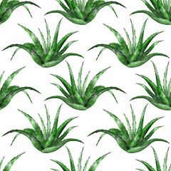 Seamless pattern with aloe vera plant on white. Hand drawn botanical illustration. Tropical succulent in repeat. Backdrop for medicinal and cosmetic lable. Backdrop for packaging design.
