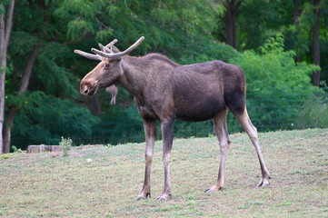 an elk near a forest in north europe