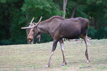 Naklejka na ściany i meble elk walks in the forest 