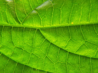 green leaf texture