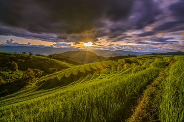 Fototapeta premium Green rice field in sunset and raining at Pa Bong Piang Terraces Chiang Mai, Thailand