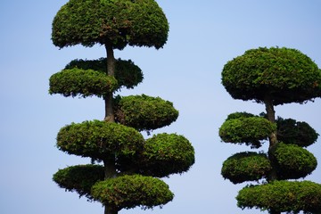 剪定されている松の木/Pruning cedar under the blue sky