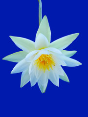 White lotus flower on blue background