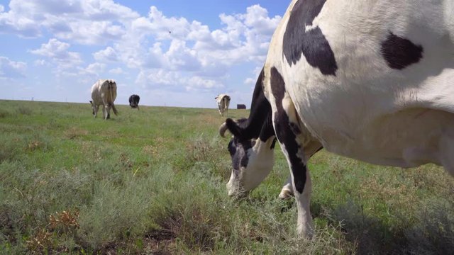 Dairy Cow Walking Through the Pasture, 4k