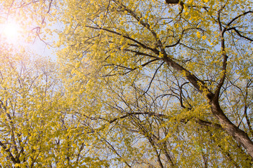 yellow autumn leaves on trees on a background of sky and sun. The rays of the sun. Season.
