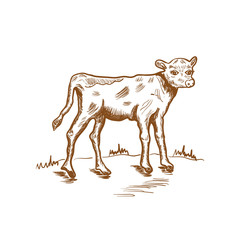 calf , sketch, hand drawn vector illustration, vintage drawing in brown color, design for eco farm products