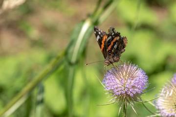 Butterfly sits on a thistle blossom against a blurred green background