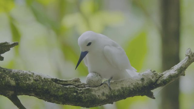 Small bird hatching egg on tree branch at Tsingy De Bemaraha National Park 