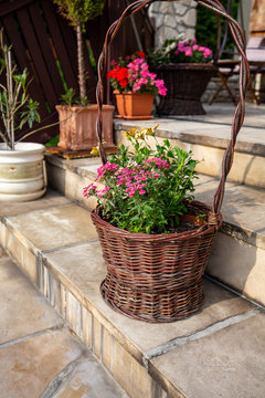 Petunias in a wicker basket on the stone steps of the terrace