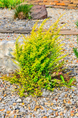 Cultivar Thunbergs barberry (Berberis thunbergii 