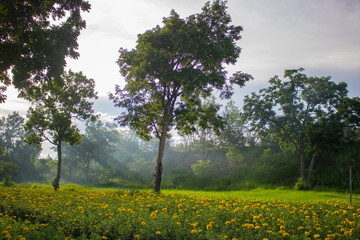 Fototapeta premium trees in the field