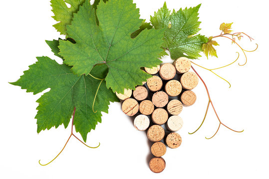 Branch of grape wine berries of corc