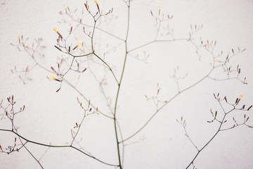 Old light wall with delicate herb with small yellow flowers. Beautiful background with delicate plant and selective focus. Elegance and beautiful background for beauty and health concept.