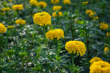 Marigold garden