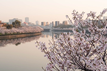 早朝の川沿いに咲いている桜