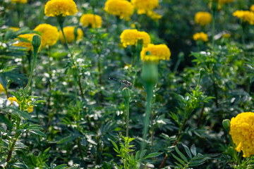 Marigold garden