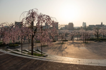 桜が咲く円形広場と朝の太陽