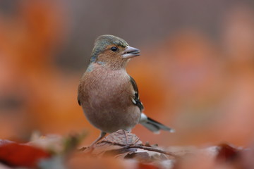Chaffinch, Fringilla coelebs, songbird sitting on the ground. little bird in nature forest habitat, clear orange background, Wildlife scene from nature.