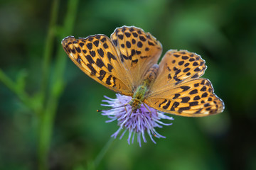 Silver-washed fritillary - Argynnis paphia, beautiful large orange butterfly from European meadows, Havraniky, Czech Republic.