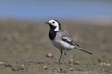 Beautiful White wagtail standing on the ground. Wachtail looking for food at the pond. Motacilla alba. Song bird in the nature habitat.