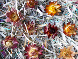 Close-up of shredded paper texture and recycled paper scrap background. Dried flowers.