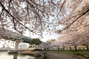 Fototapeta na wymiar 桜の花と歩道と高速道路