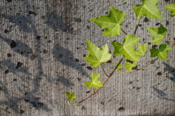 ブロック塀の背景とツタ/Concrete block wall and ivy