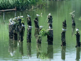 コアジサシの集団