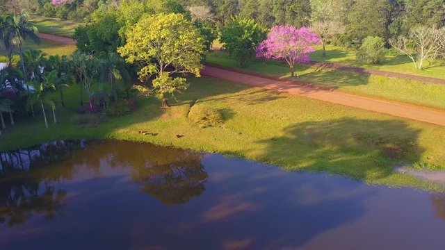 Carpinchos (Capybara) rodents sunbathing in the grass  next lagoon in Las Marias industry complex. Enviromental conciousness in Yerba Mate factory gardens, in Corrientes, Argentina.