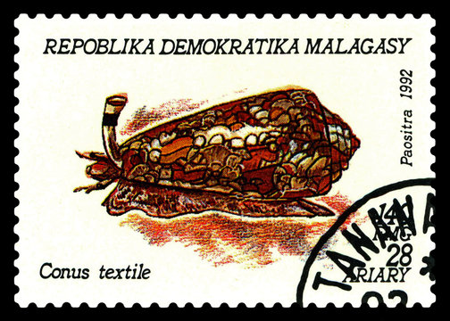 Postage stamp.  Conus.