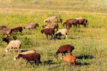 Flock of sheep grazing on a green meadow