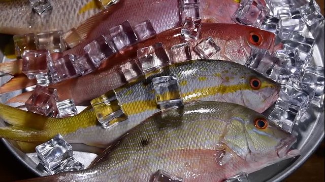 Close up fresh snapper fish roll on a tray with wood background. lutjanus analis, lutjanus apodus, lutjanus campechanus,