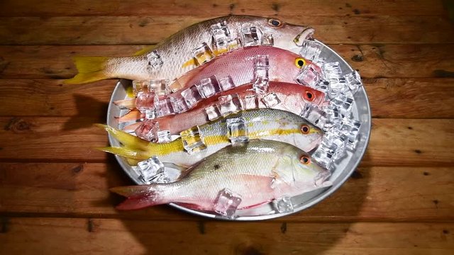Fresh group snappers fish food turning to the right with ice, wood background lutjanus analis, lutjanus. SLOW MOTION