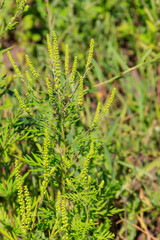 Fototapeta na wymiar Ragweed plants (Ambrosia artemisiifolia) causing allergy