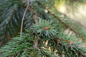 Close Up Of A Picea Omorika At Amsterdam The Netherlands 16-8-2020