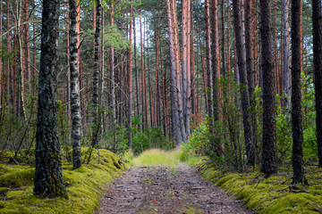 Footpath in the Woods in Northern Europe in Summer