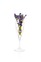 Aromatic lavender bouquet in champagne glass isolated on white background