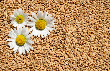 Three flowers chamomile on the background of wheat grains.