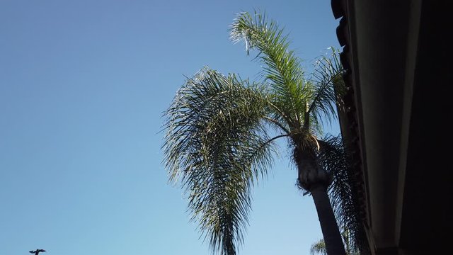 Shaded palm tree on side of building