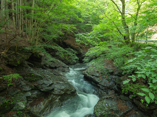夏の入川渓谷の渓流