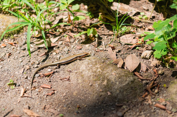 千葉県安房郡鋸南町の鋸山にいたトカゲ